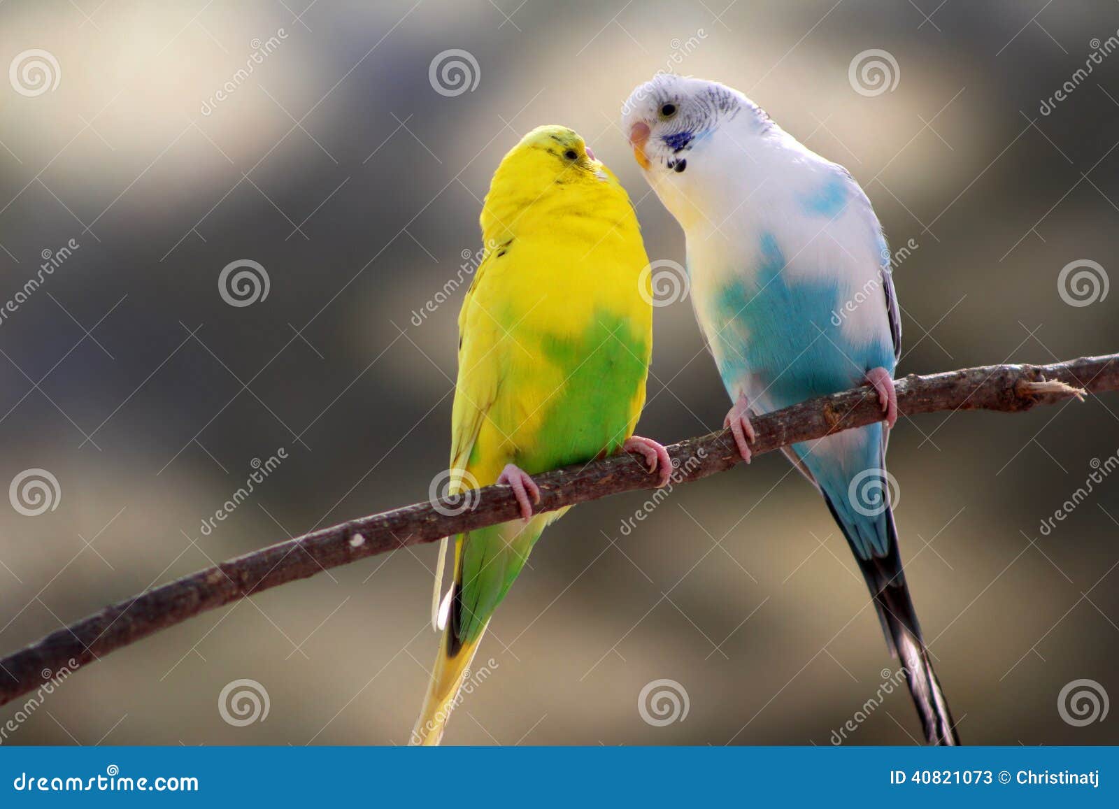 Love bird canaries stock image. Image of face, animals 40821073