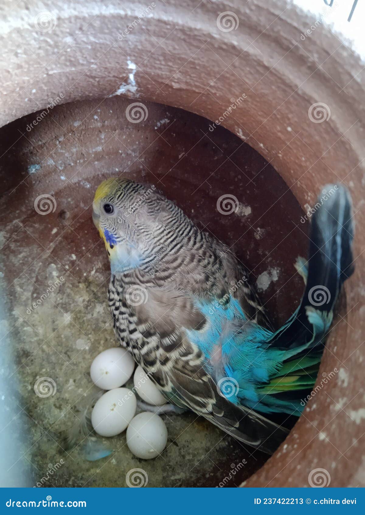 budgie bird eggs