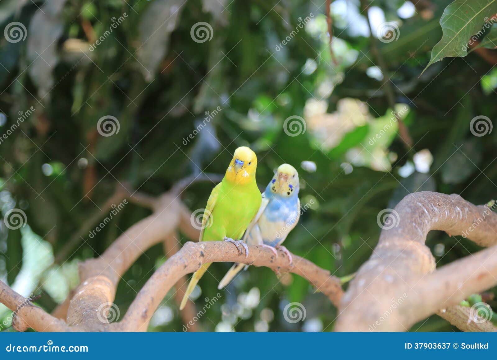 Love bird on tree stock image. Image of color, isolated 37903637
