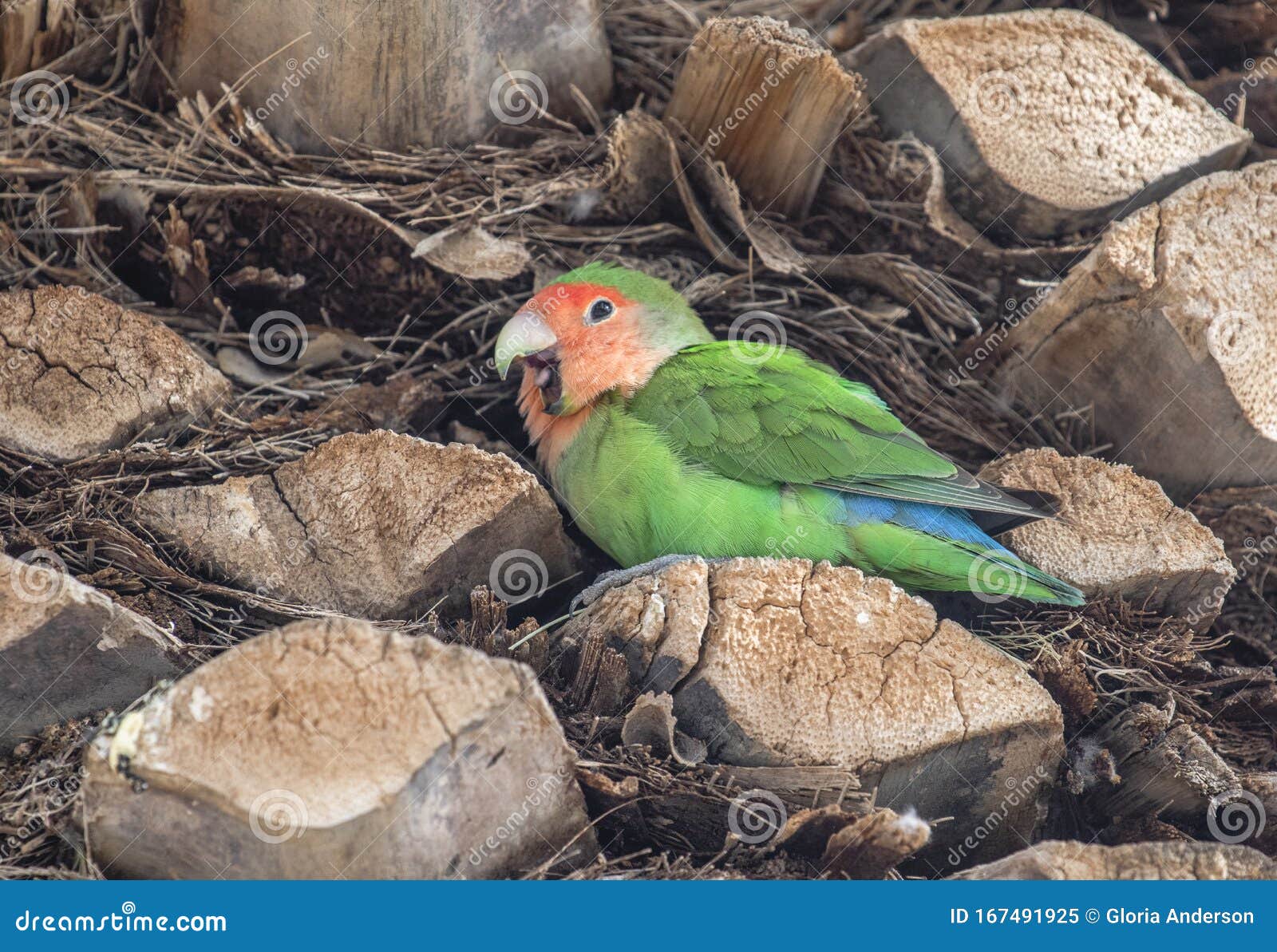 Love Bird Yawning Sitting in a Tree Stock Image Image of outdoor