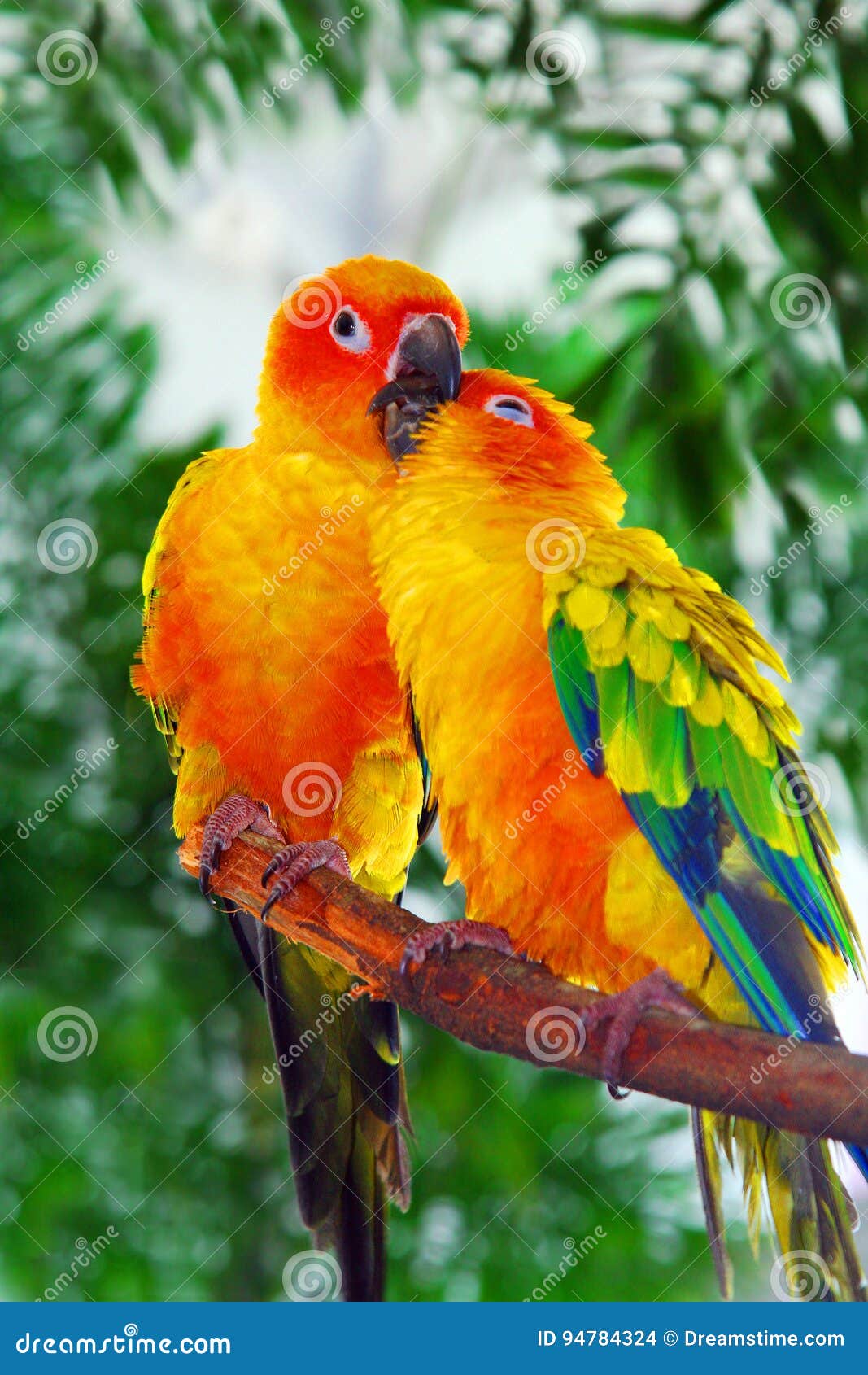 Love Birds Stock Photo Image Of Pair Beautiful Peace