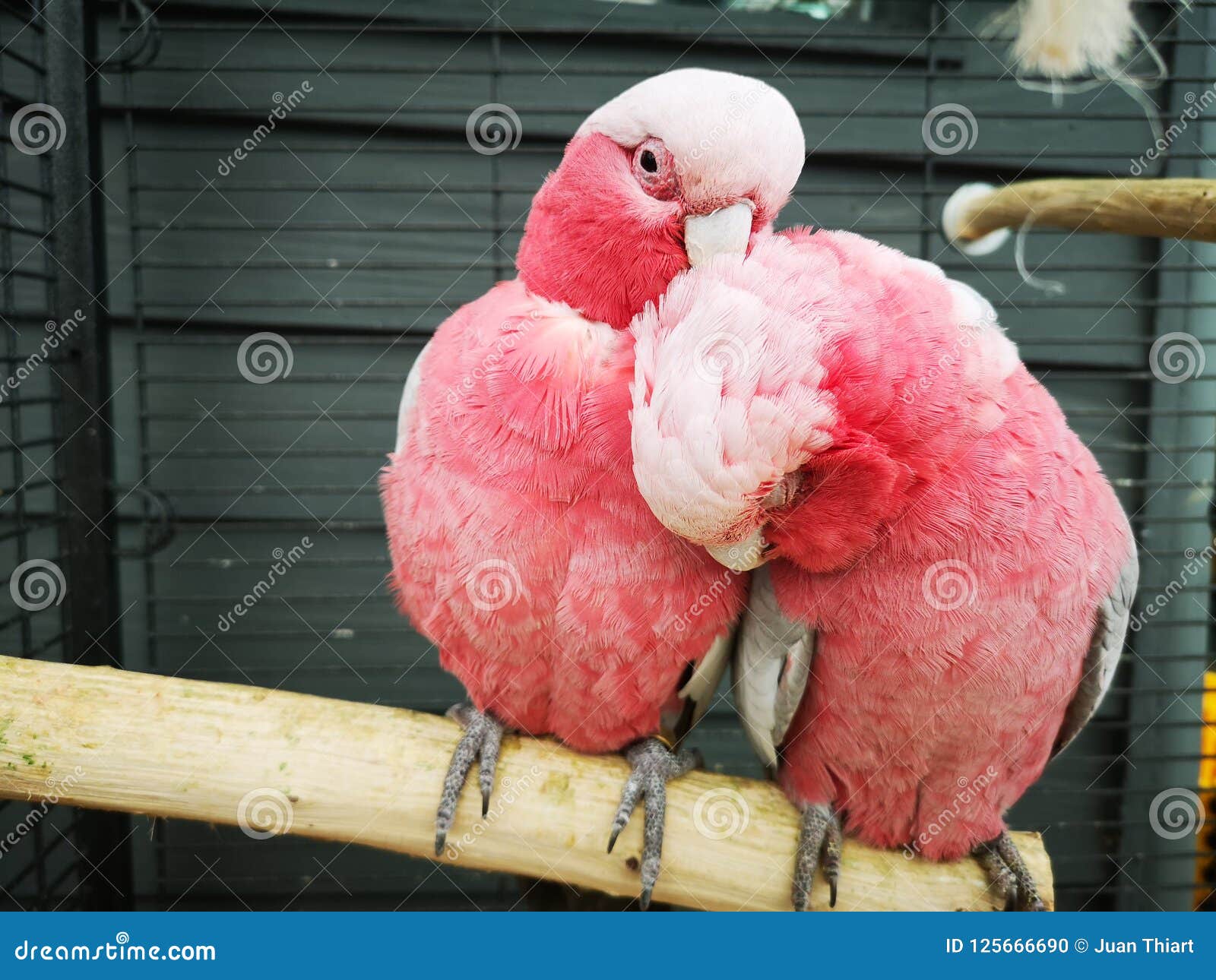 Love Birds Stock Photo Image Of Beautiful Love Birds