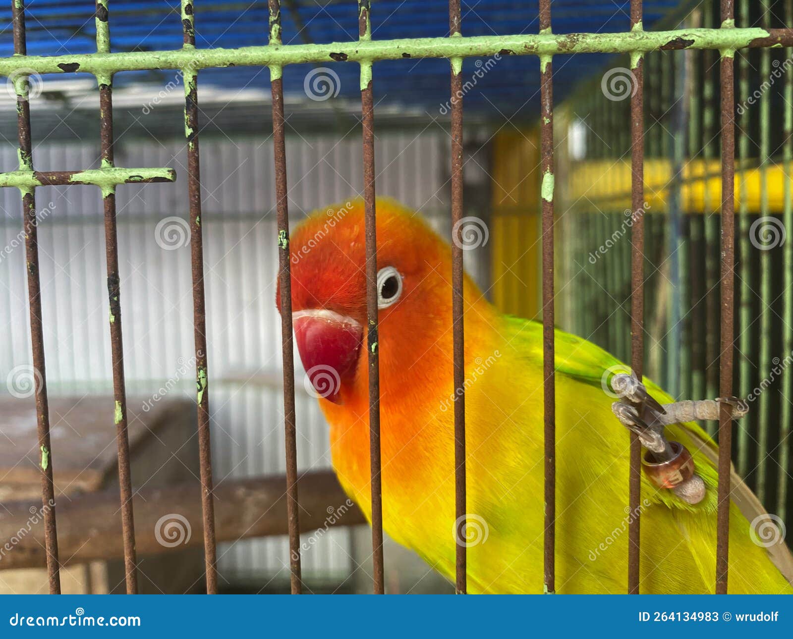 love birds in a cage. this bird has a beautiful chirp