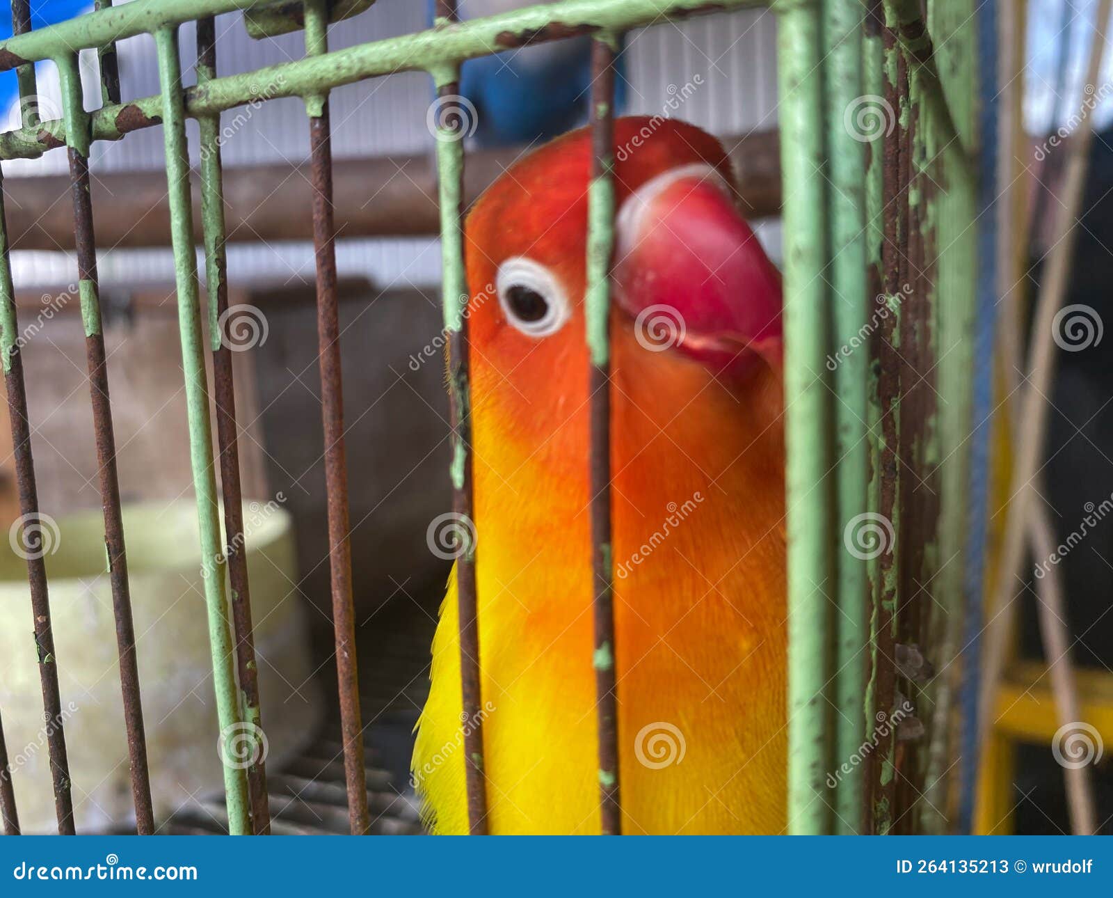 love birds in a cage. this bird has a beautiful chirp