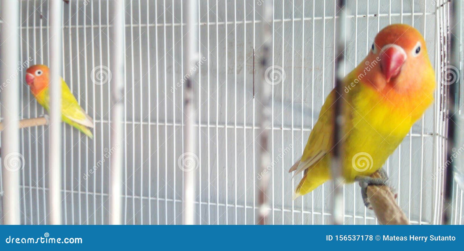Love Birds in the Cage stock photo. Image of birds, lovebirds 156537178