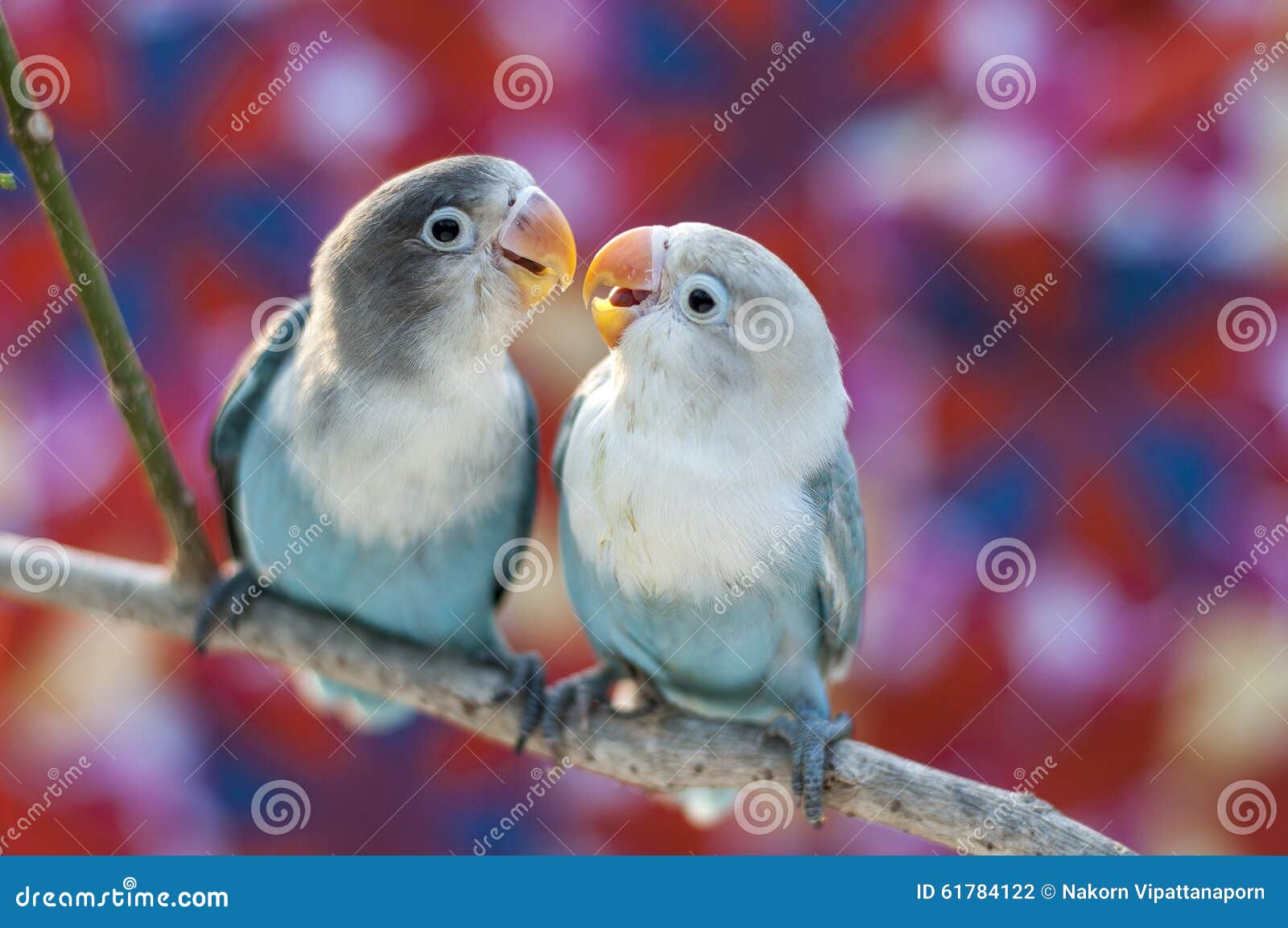 784 229 Birds Photos Free Royalty Free Stock Photos From Dreamstime