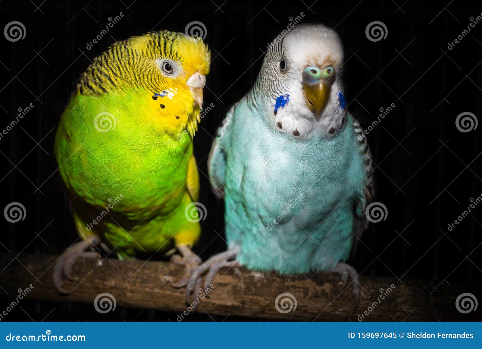 Love birds stock image. Image of love, lovebirds, parakeets ...