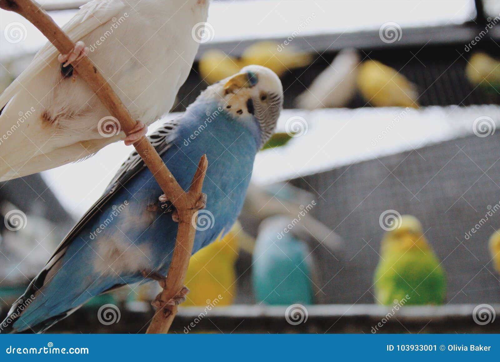 Love Birds Stock Image Image Of Beautiful Cute Scenery