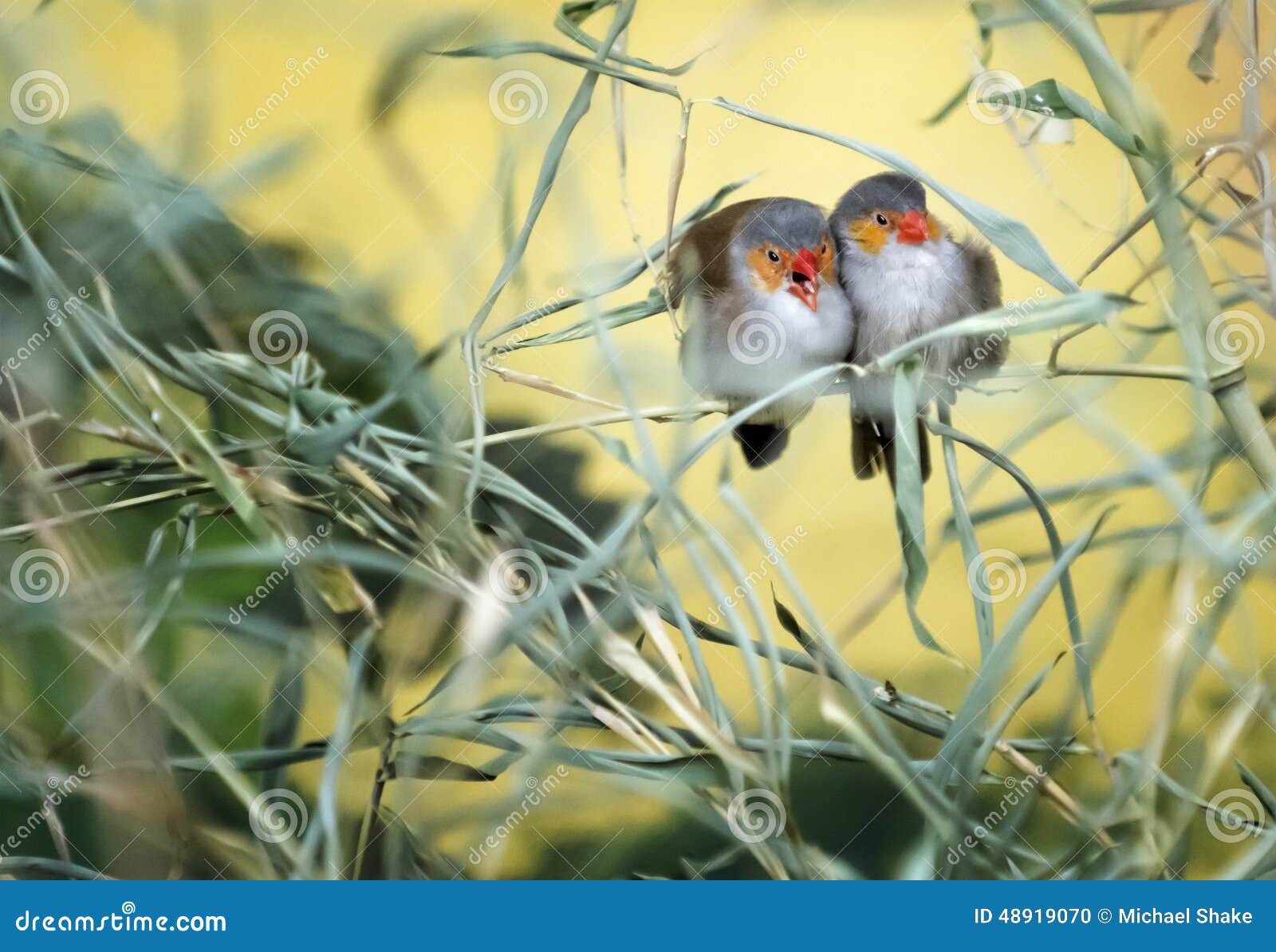 Love Birds stock photo. Image of colorful, nature, parrots 48919070