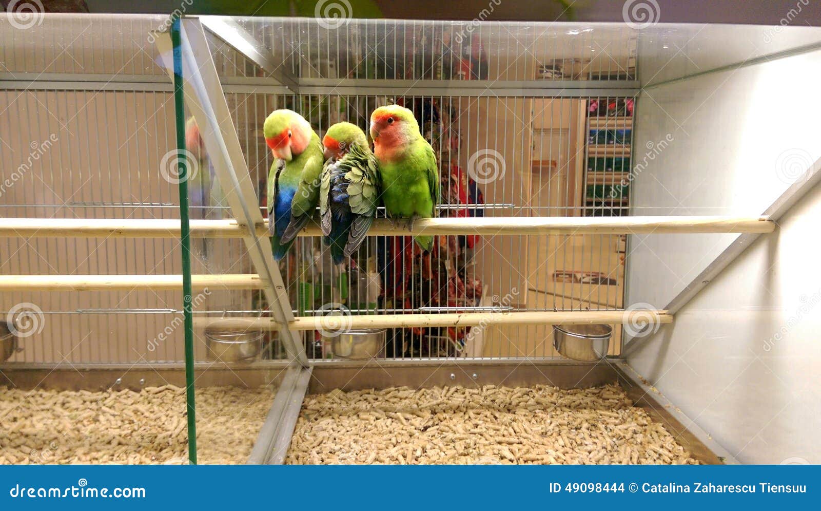 Bird pet shop near me