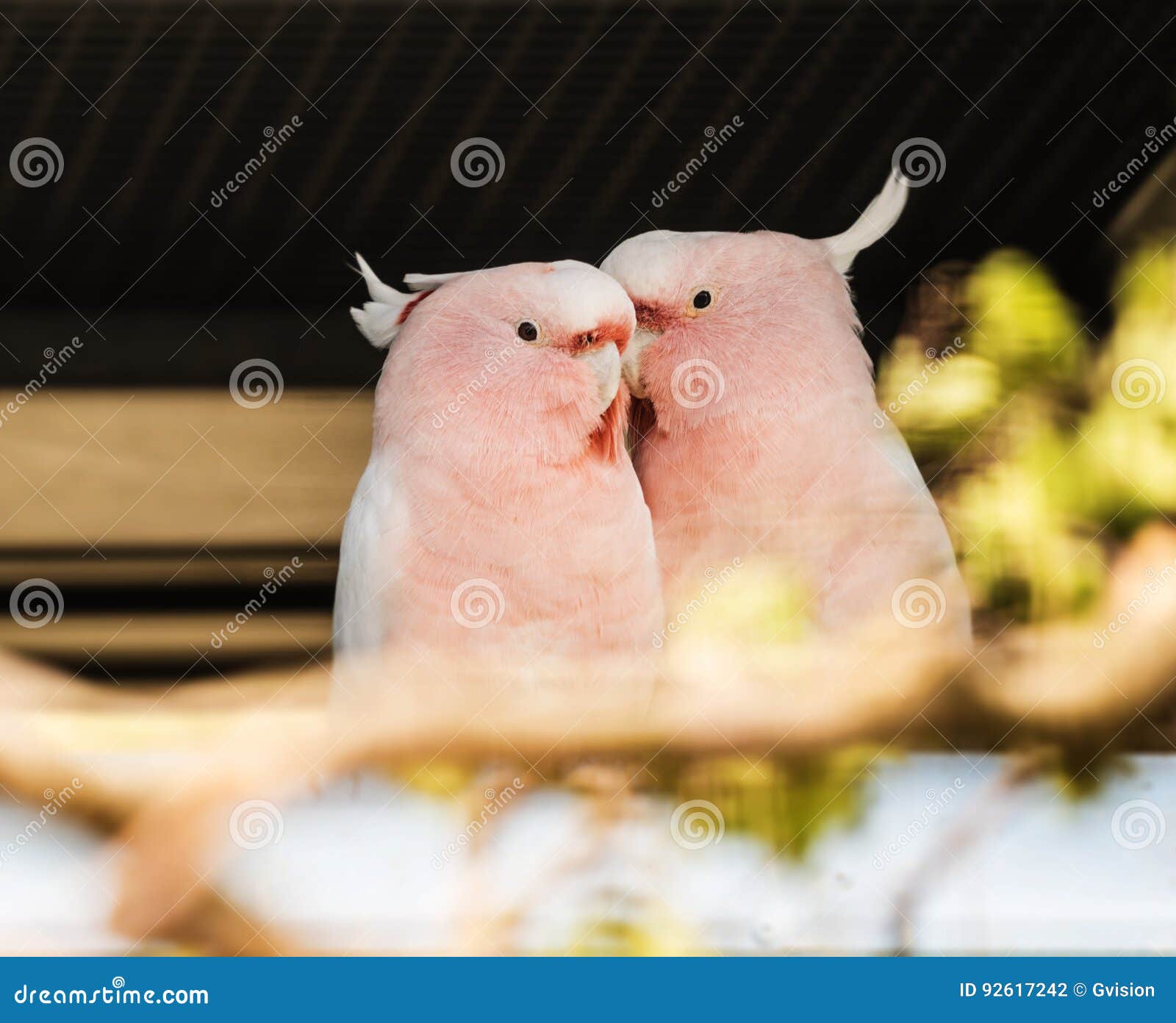 Love Birds stock photo. Image of avian, plumage, couple - 92617242