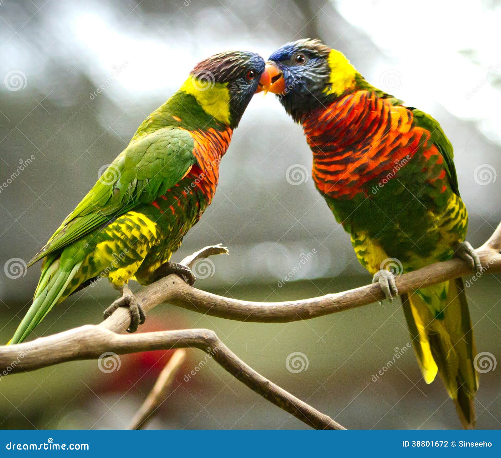Love birds stock photo. Image of couple, pleausre, romance 38801672