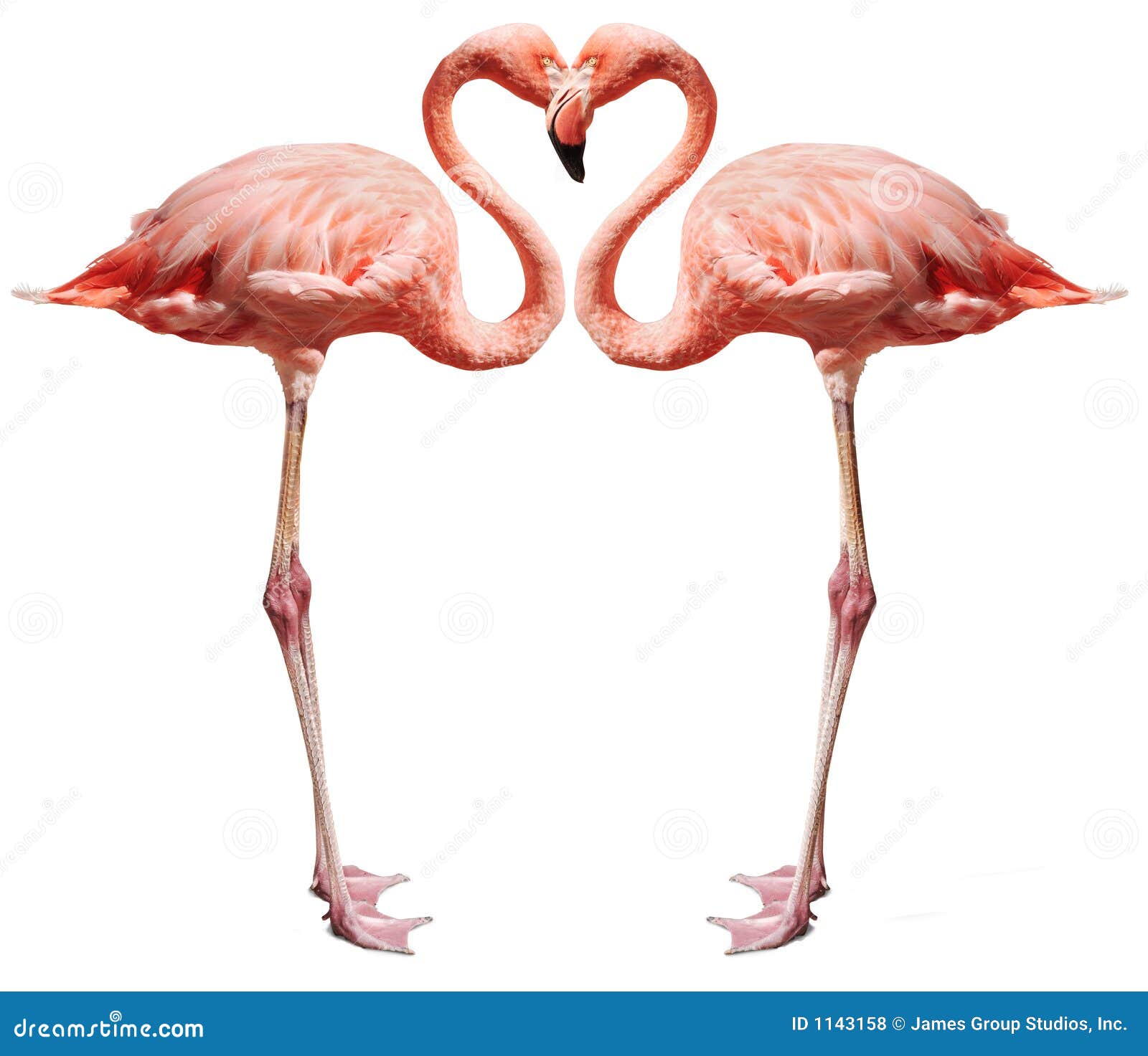 pink flamingos making a heart