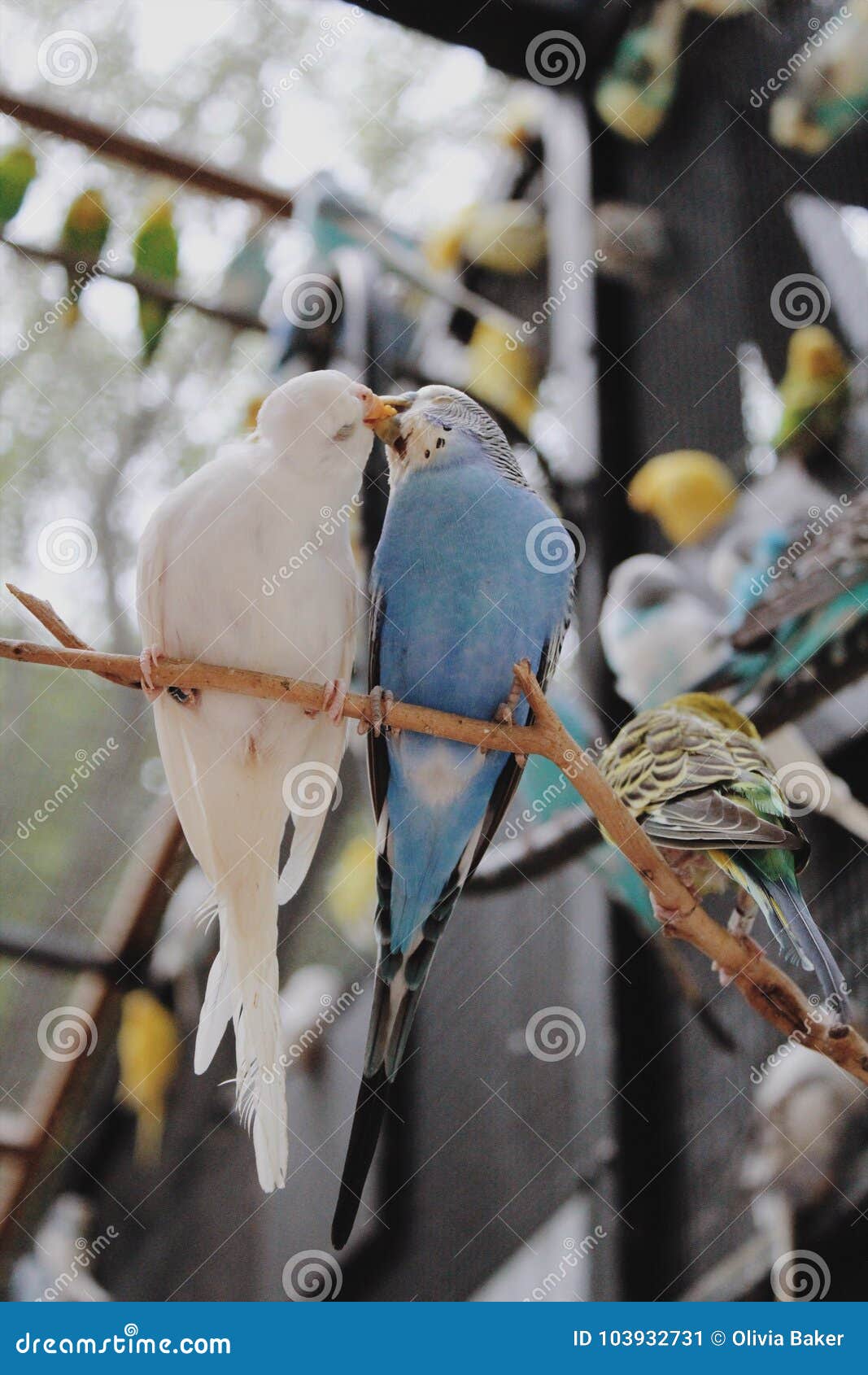 The Ultimate Collection of Stunning 4K Love Birds Images - Over 999 ...