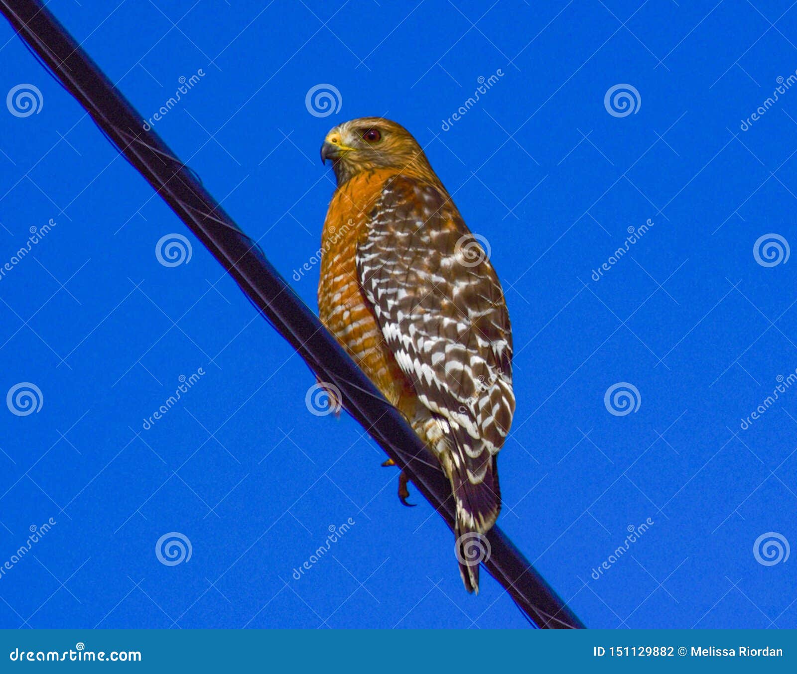Red Shouldered Hawk Perched on a Wire Stock Photo - Image of beach ...