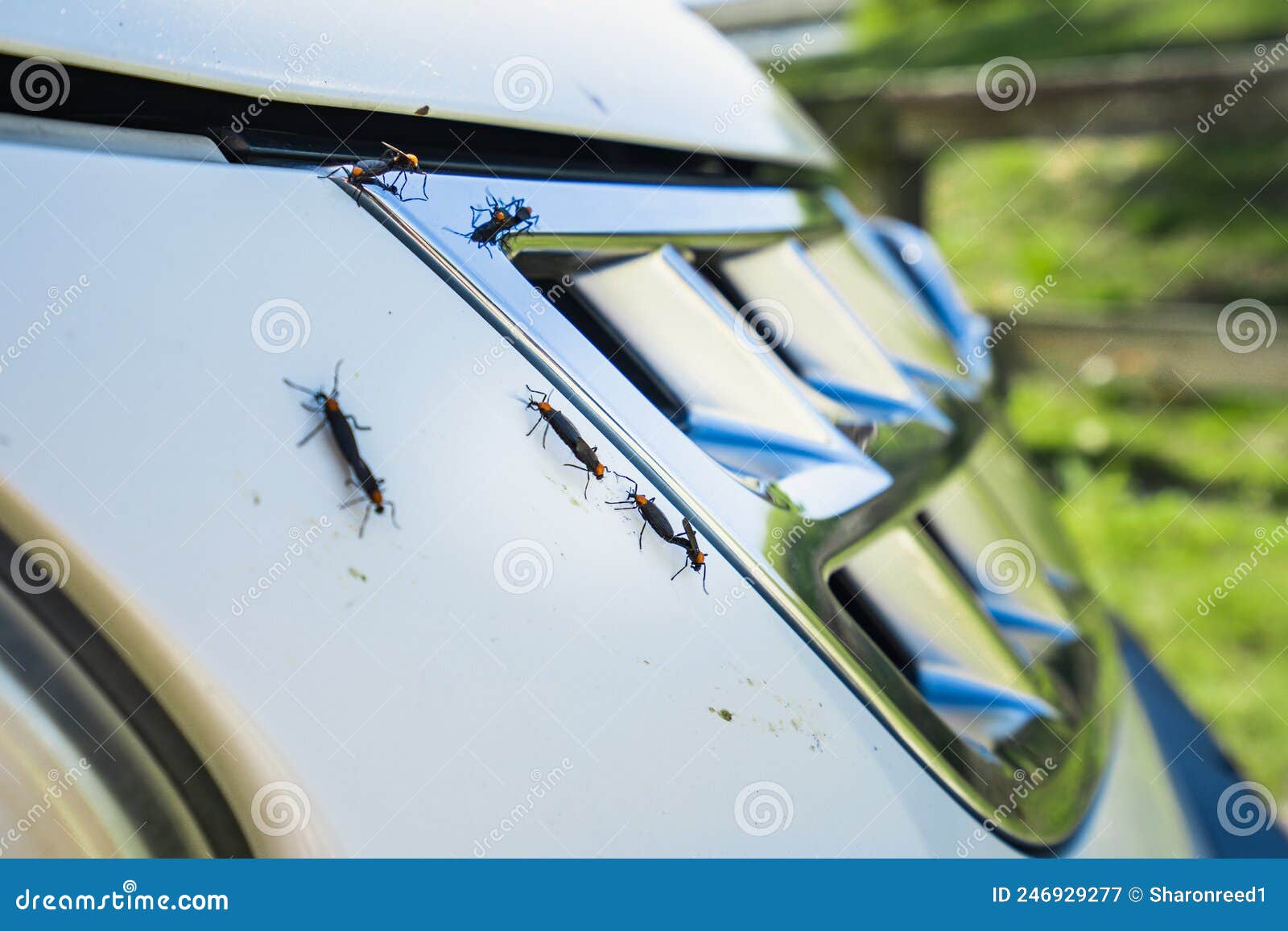 Love Bug Season on a White Car. Stock Image Image of auto, automobile