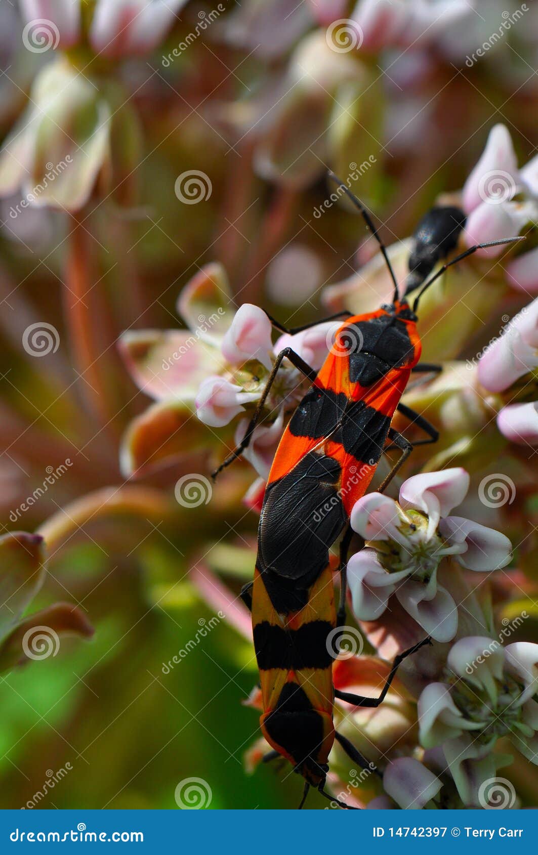Love Bugs stock image. Image of bugs, nature, flowers 14742397