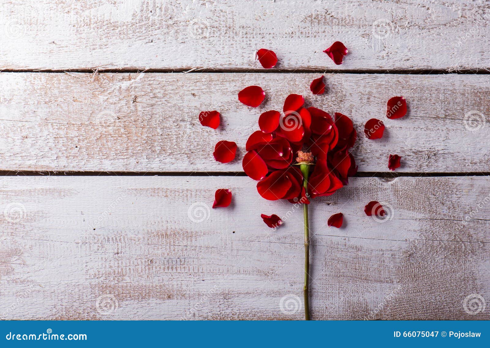 Love Composition. Studio Shot. Stock Image - Image of floral, flower ...