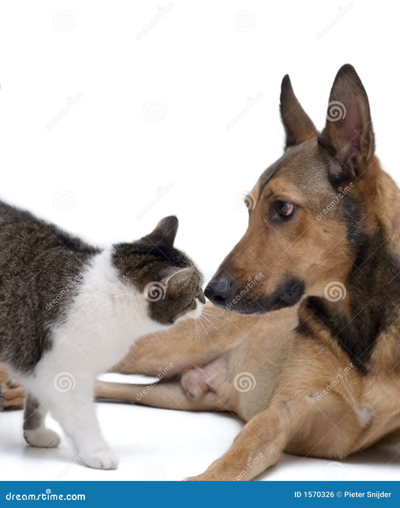 love dog and cat