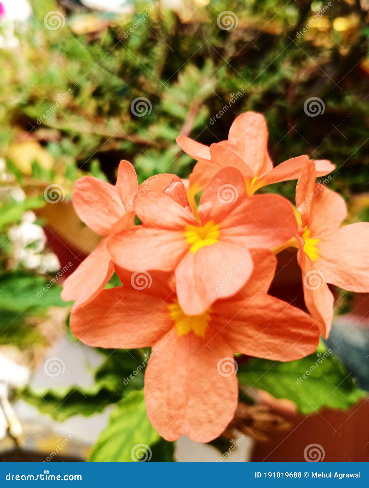 Love for flower stock photo. Image of petal, autumn 191019688