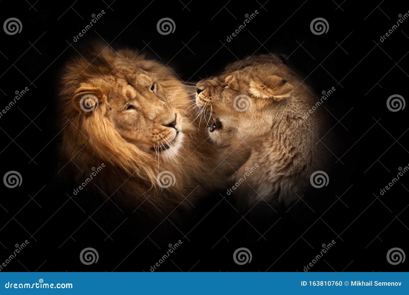 love lion