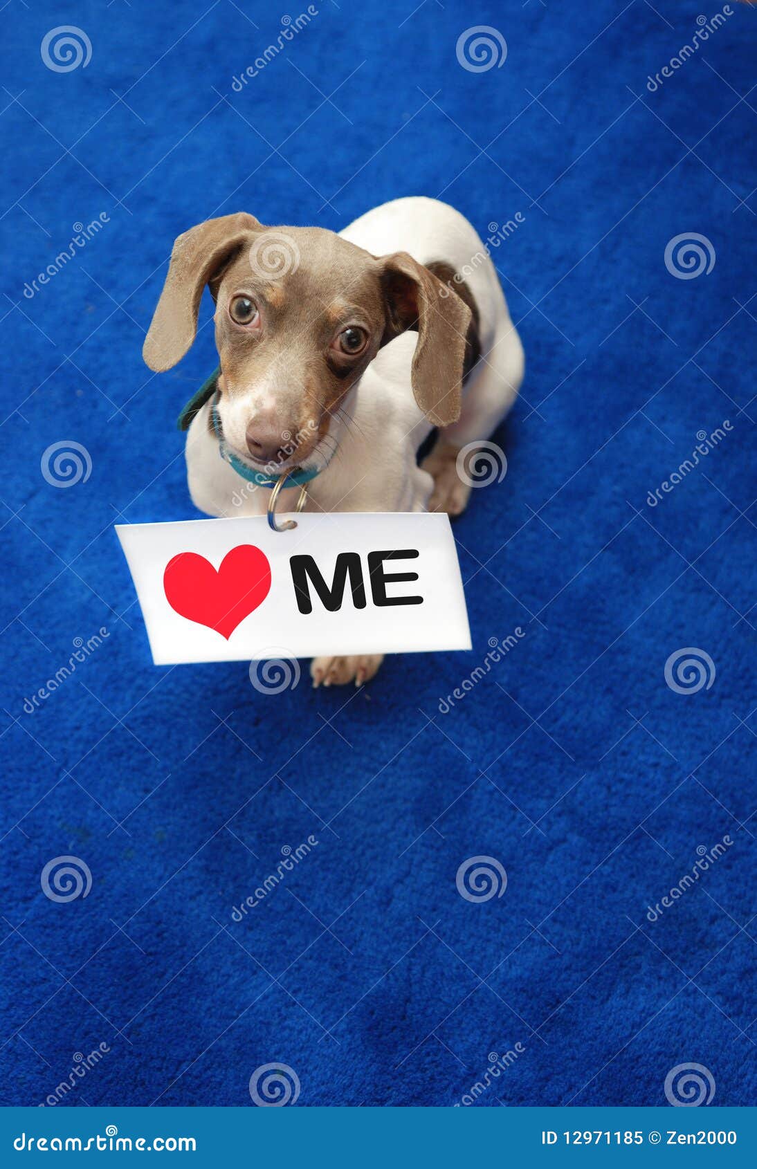 Miniature Dachshund Standing Up Beggiing RoyaltyFree Stock Photography
