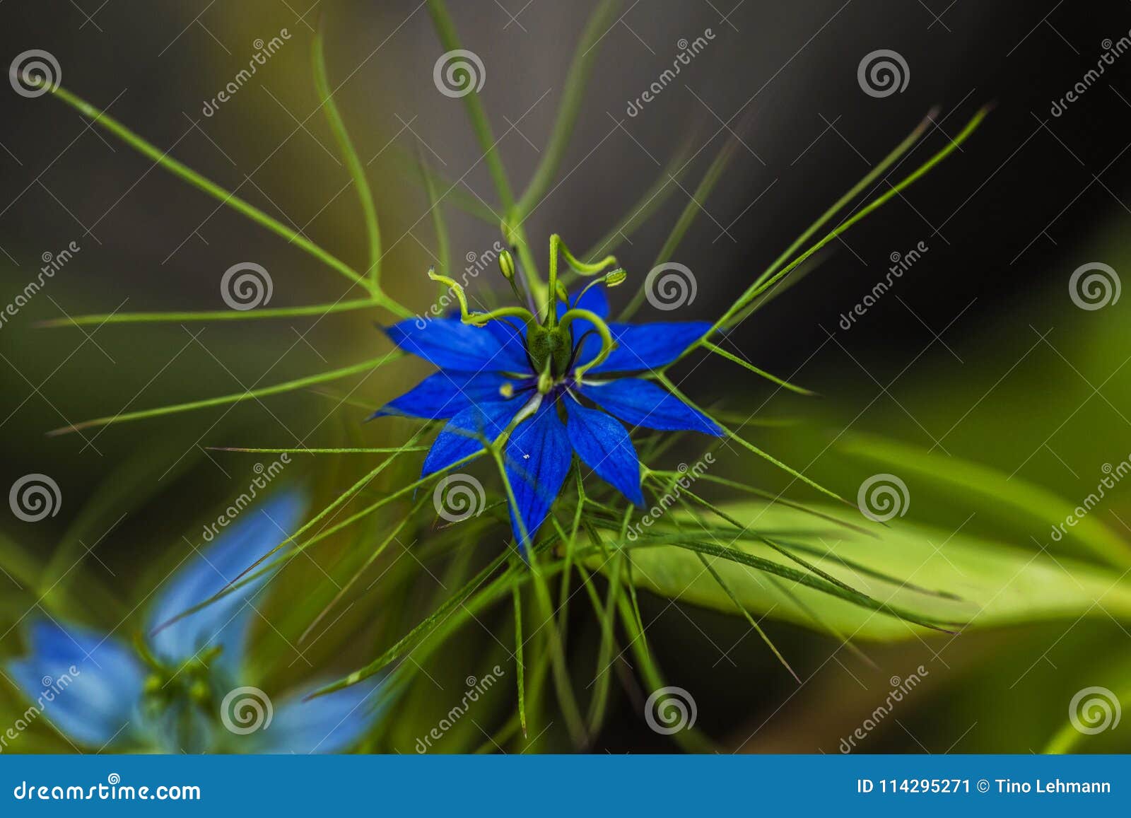 Loveinamist Flower stock image. Image of blossoms 114295271