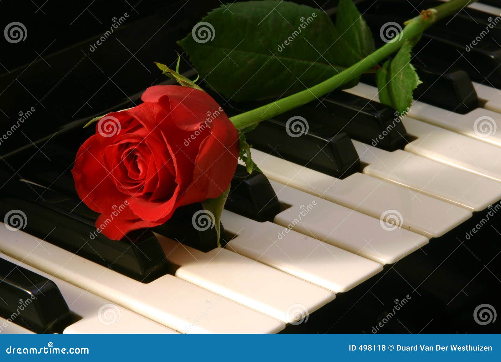 Love of Music red rose stock photo. Image of passion 498118
