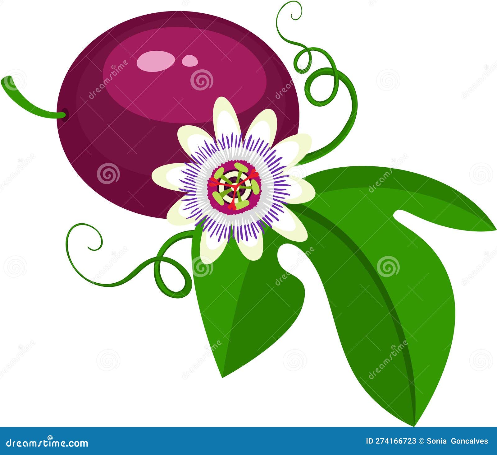 Love Passion Fruit with Flower and Green Leaf Stock Illustration