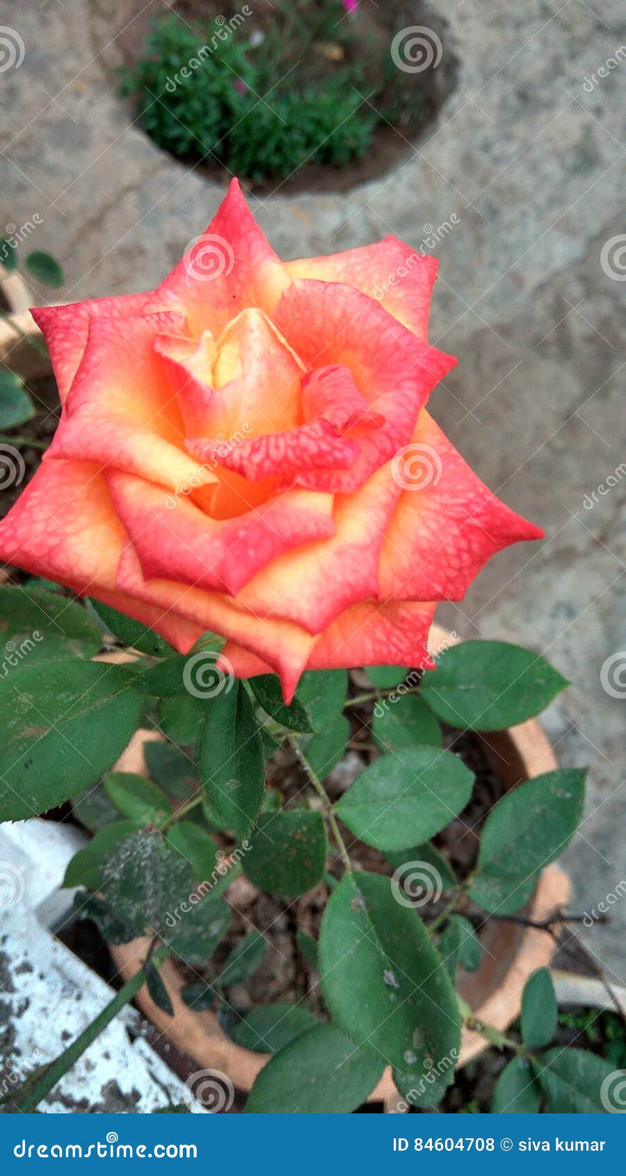 Love of petals stock photo. Image of love, petals, lovely 84604708