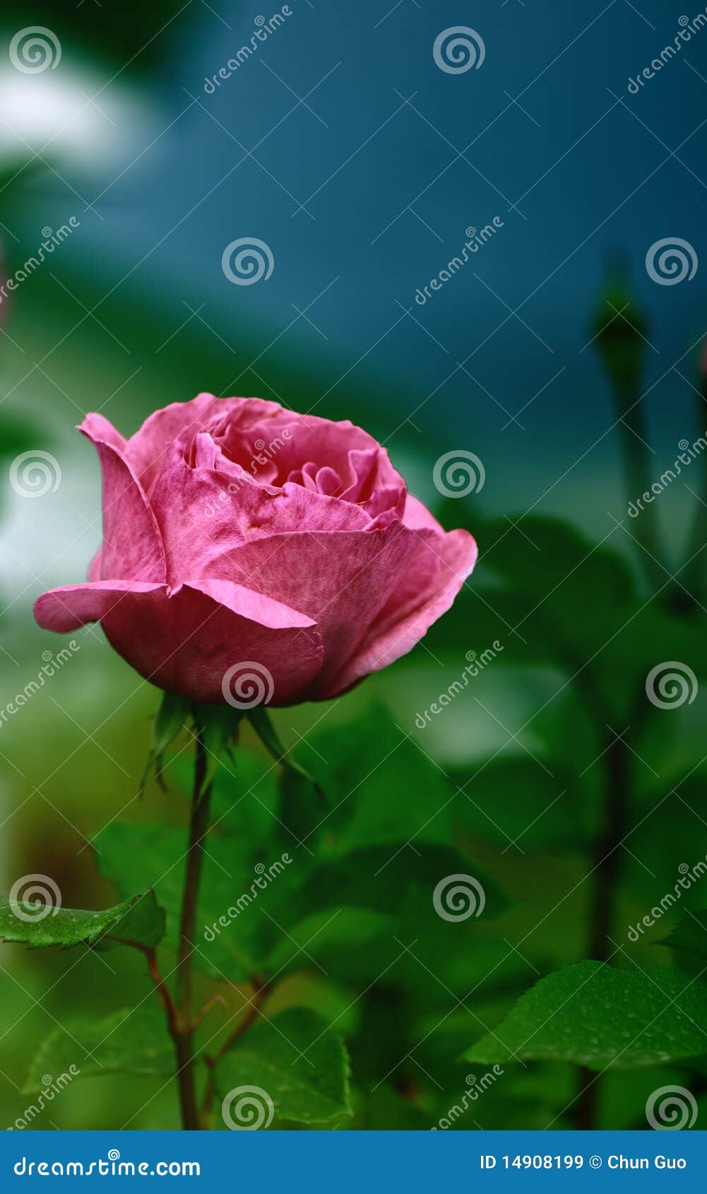 Love - Rose stock image. Image of close, plants, beauty - 14908199