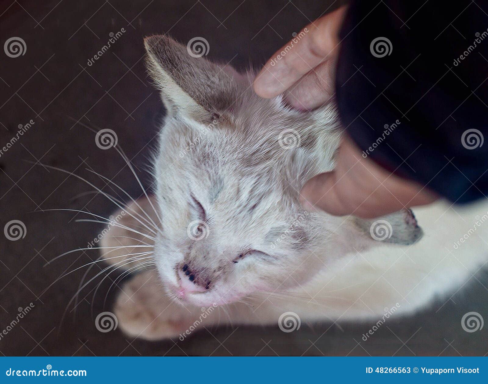 Love to stray cat stock image. Image of poor, warmness 48266563