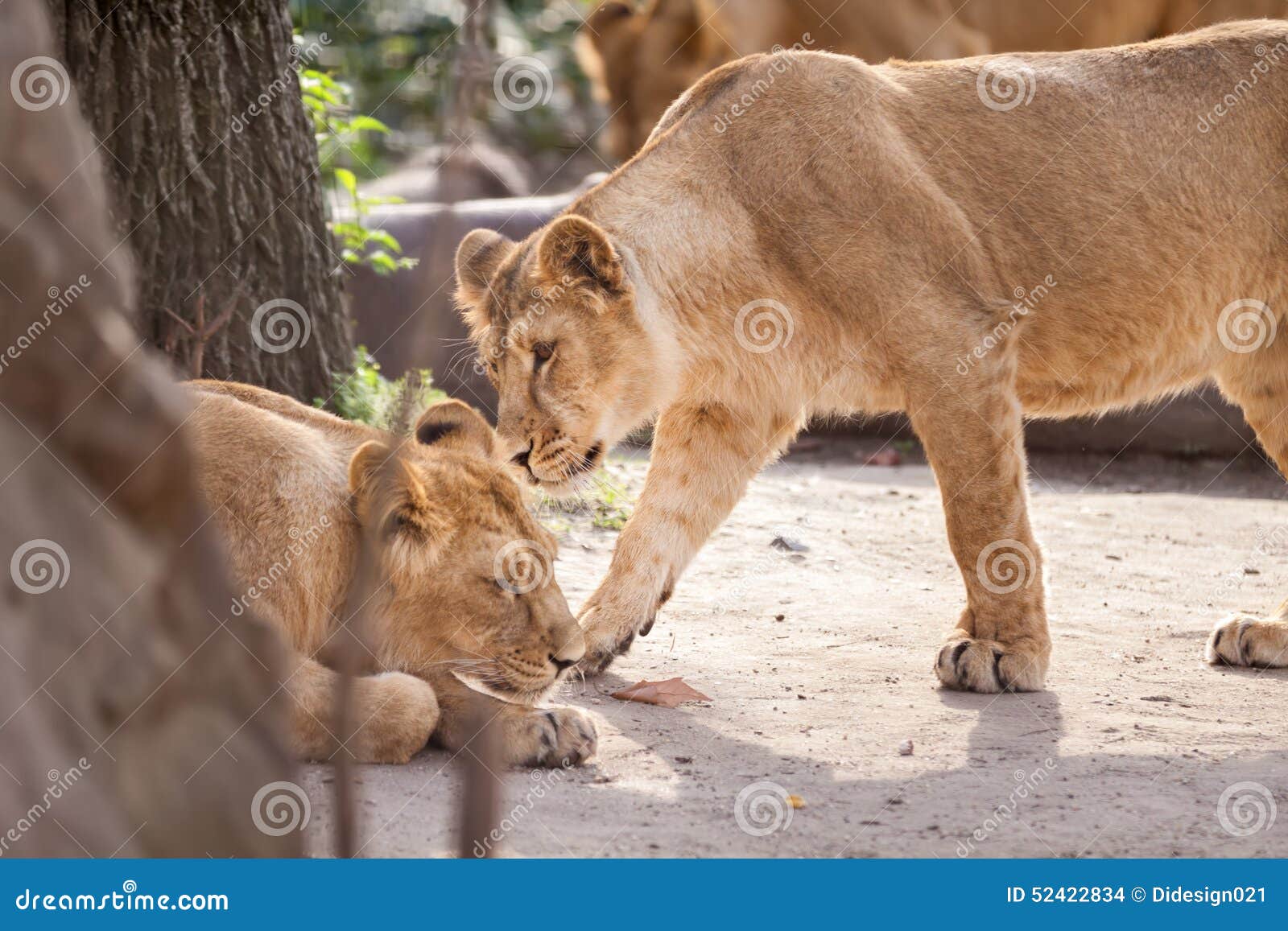 Love Of Lions. Lion Male And Lioness Female Conflict The Lioness Snarls