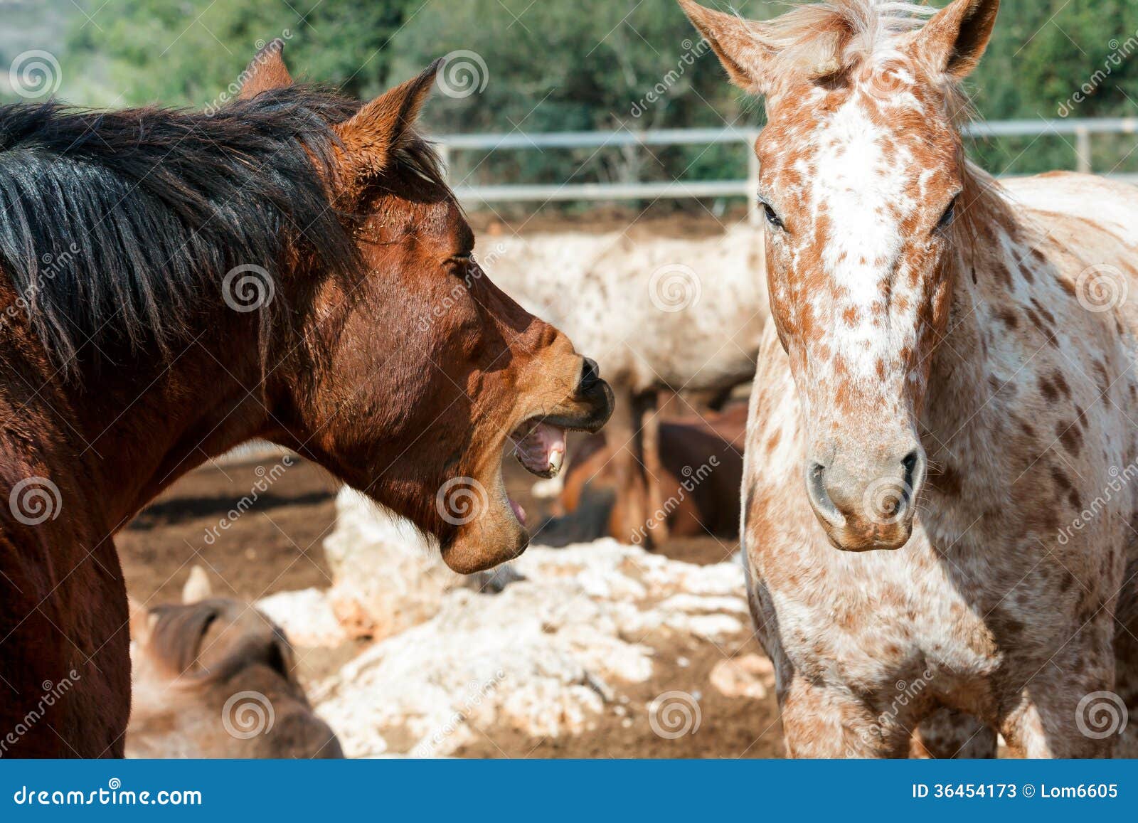 Two Horses In Love RoyaltyFree Stock Image 41086810