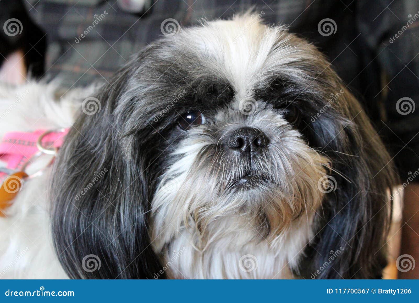 long haired pug looking dog