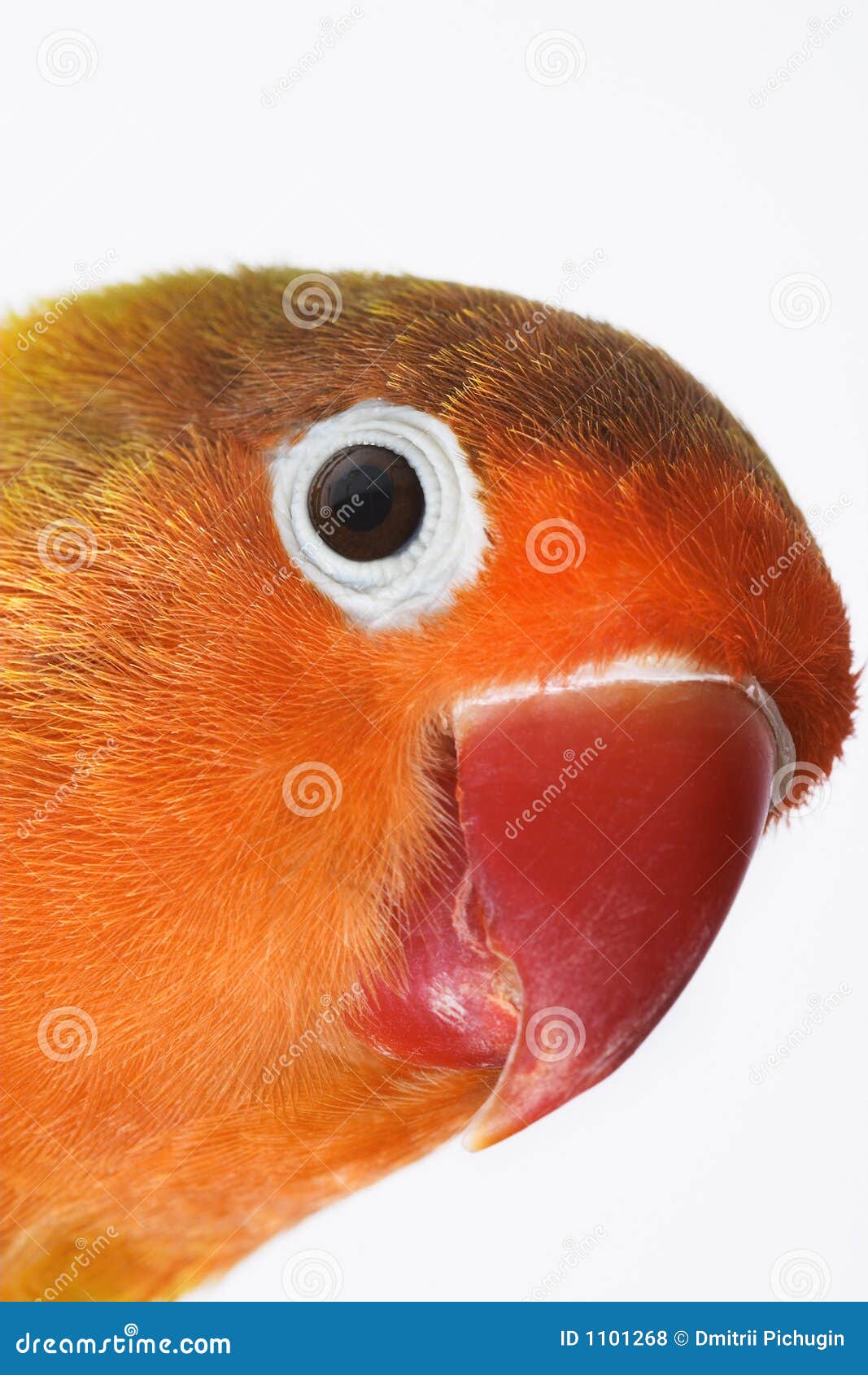 Lovebird stock photo. Image of small, parrot, lovebird 1101268