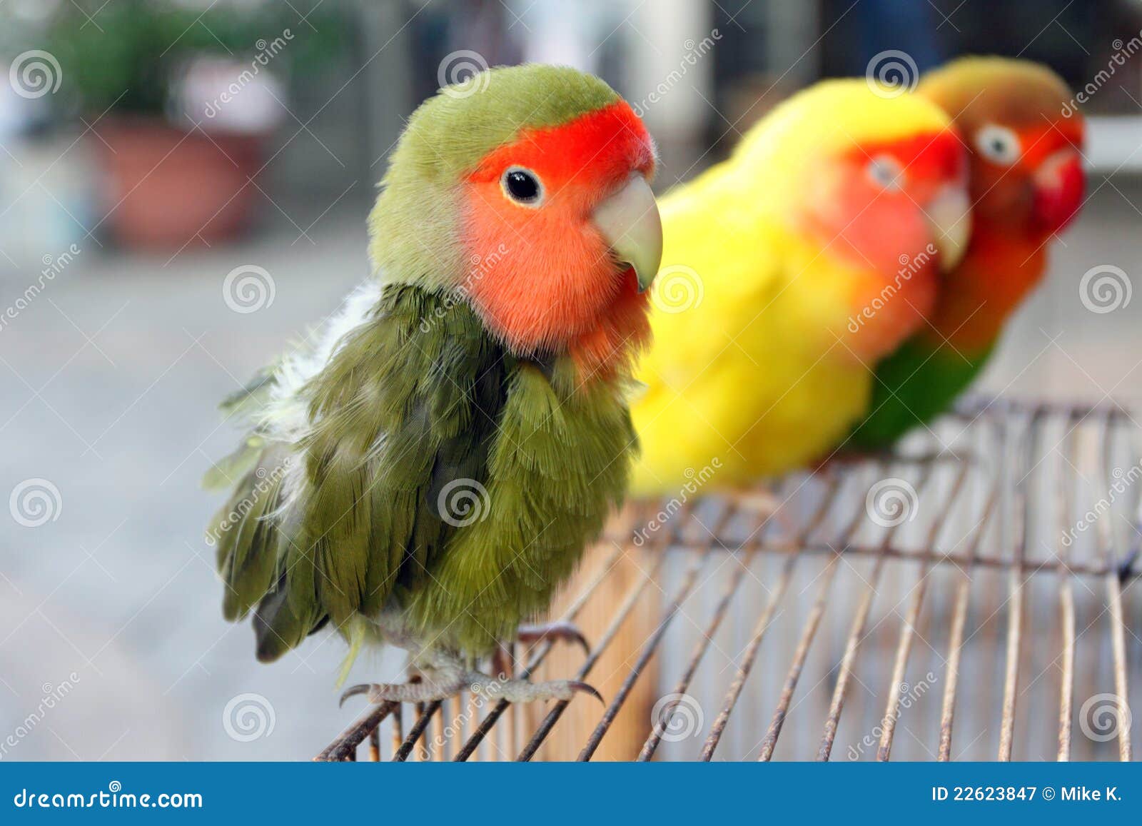 Lovebird Royalty Free Stock Photography - Image: 22623847