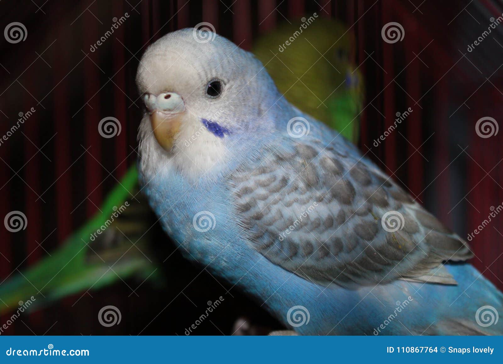 Lovebird Beautiful Blue and White Lovebird Looking at Camera 1 ...