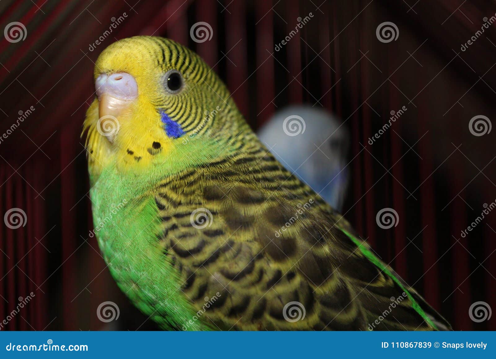 Lovebird Beautiful Yellow and Green Lovebird Posing at Camera Stock