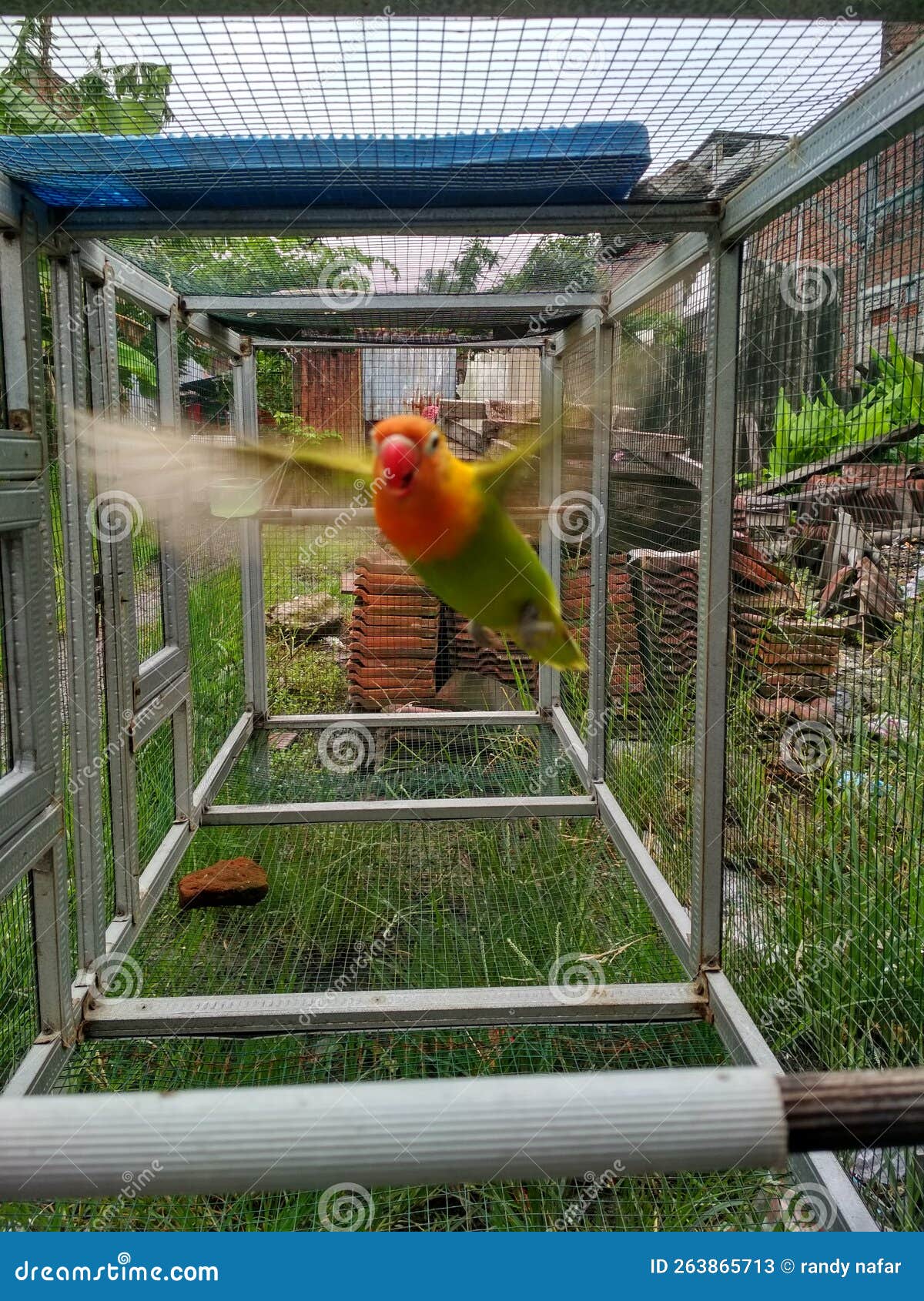 Lovebird training stock image. Image of learn, lovebird 263865713