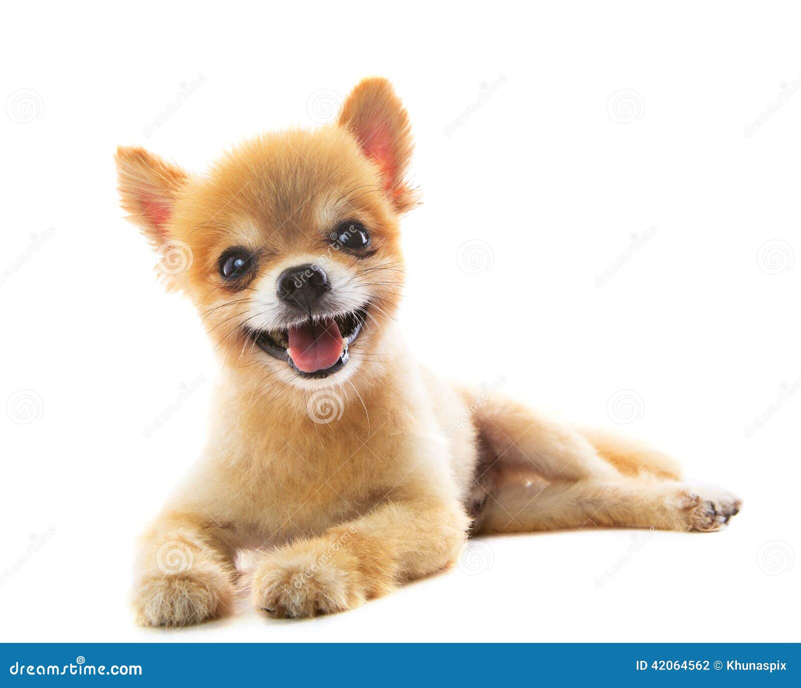 lovely acting of pomeranian puppy dog  white background