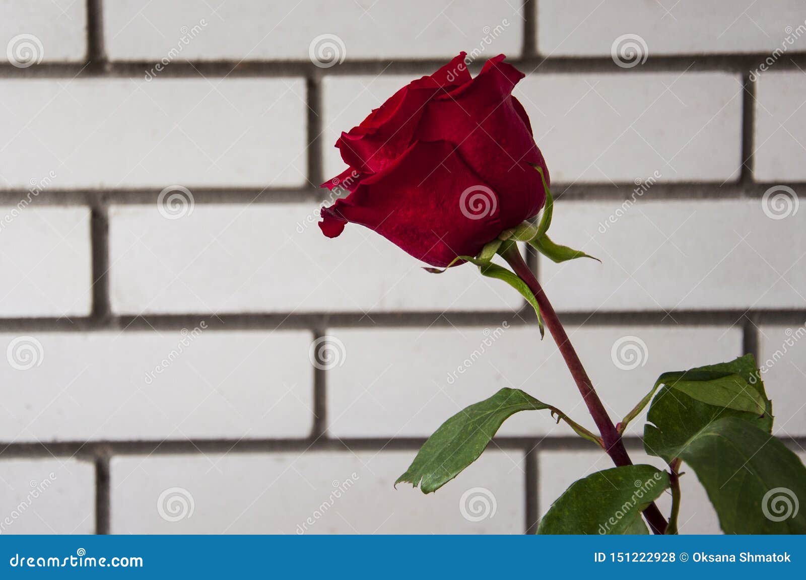 Lovely Big Flower of Rose of Vinous Red Color. Green Leaves and Thorns ...