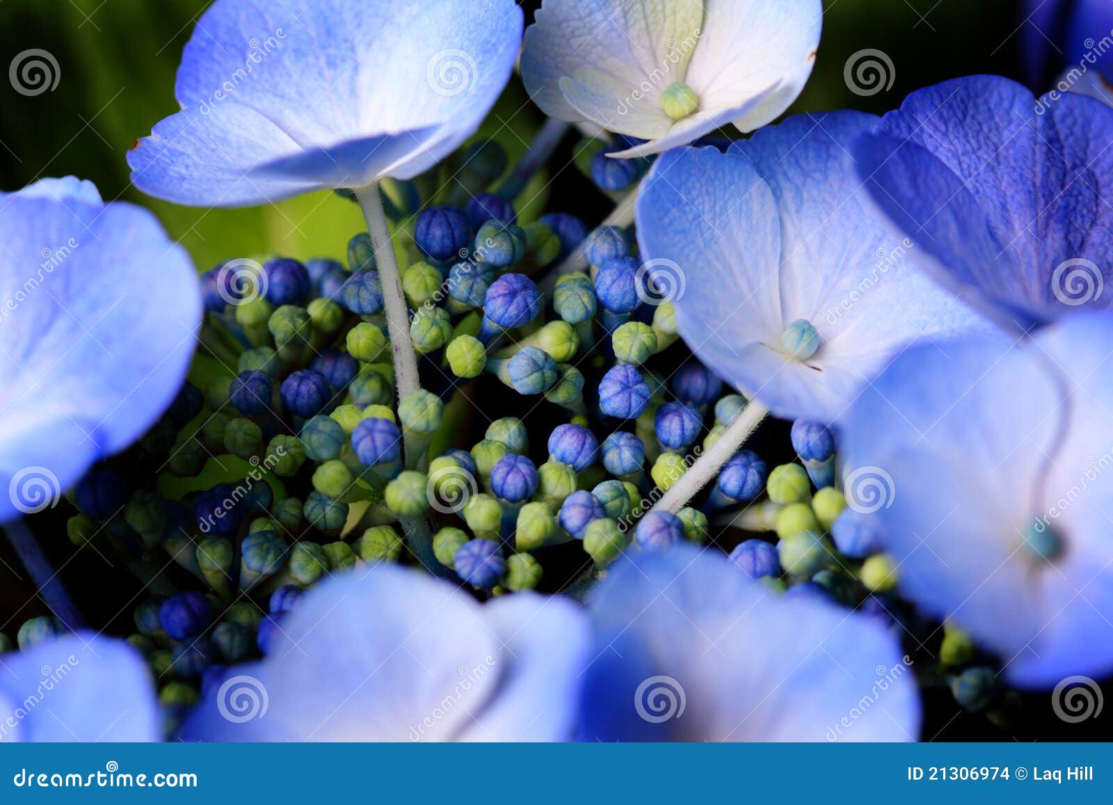 lovely blue billow lacecap hydrangea