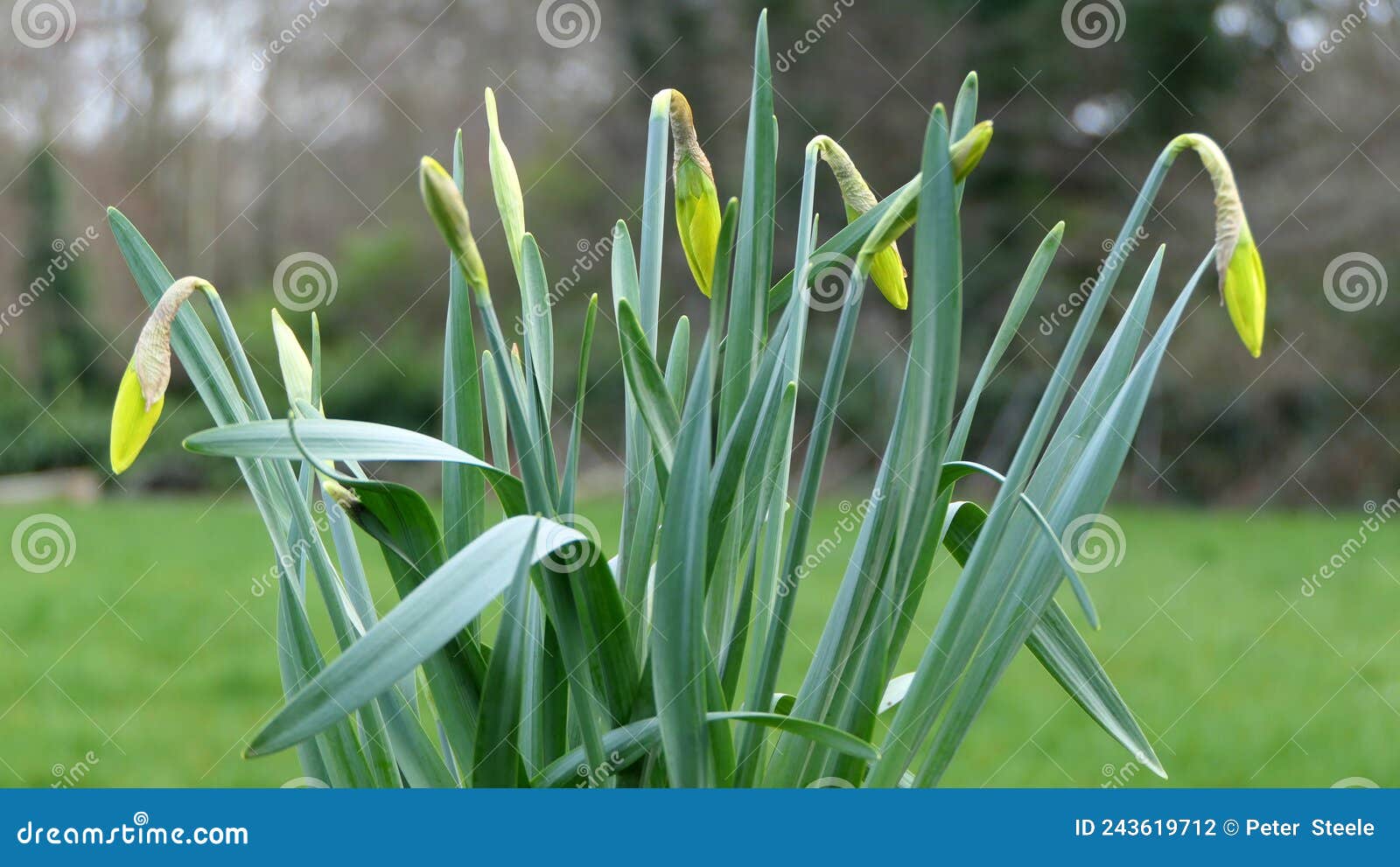 lovely bunch of beautiful yellow daffodils growing in garden