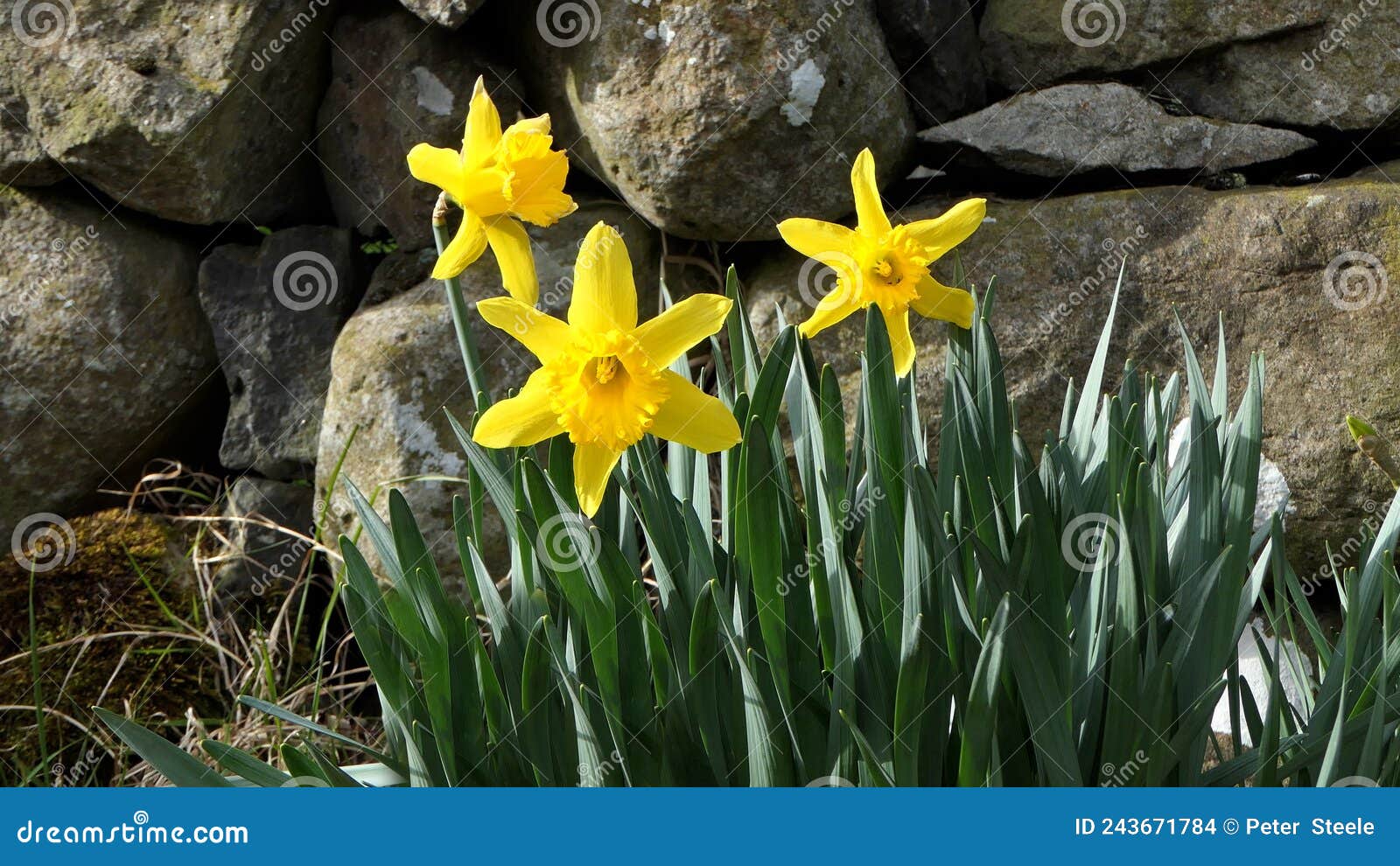 lovely bunch of beautiful yellow daffodils growing in walled