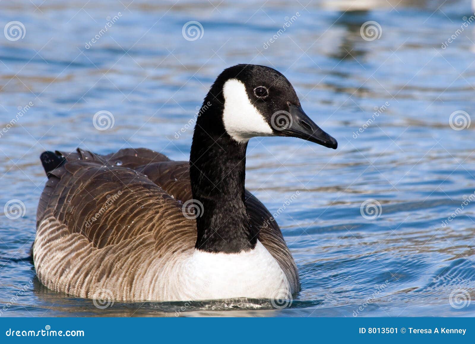 lovely canada goose