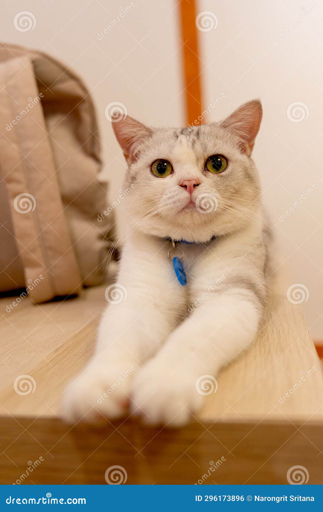 Lovely Cat with Grey and Brown Striped Lie Down on Table with Bag on