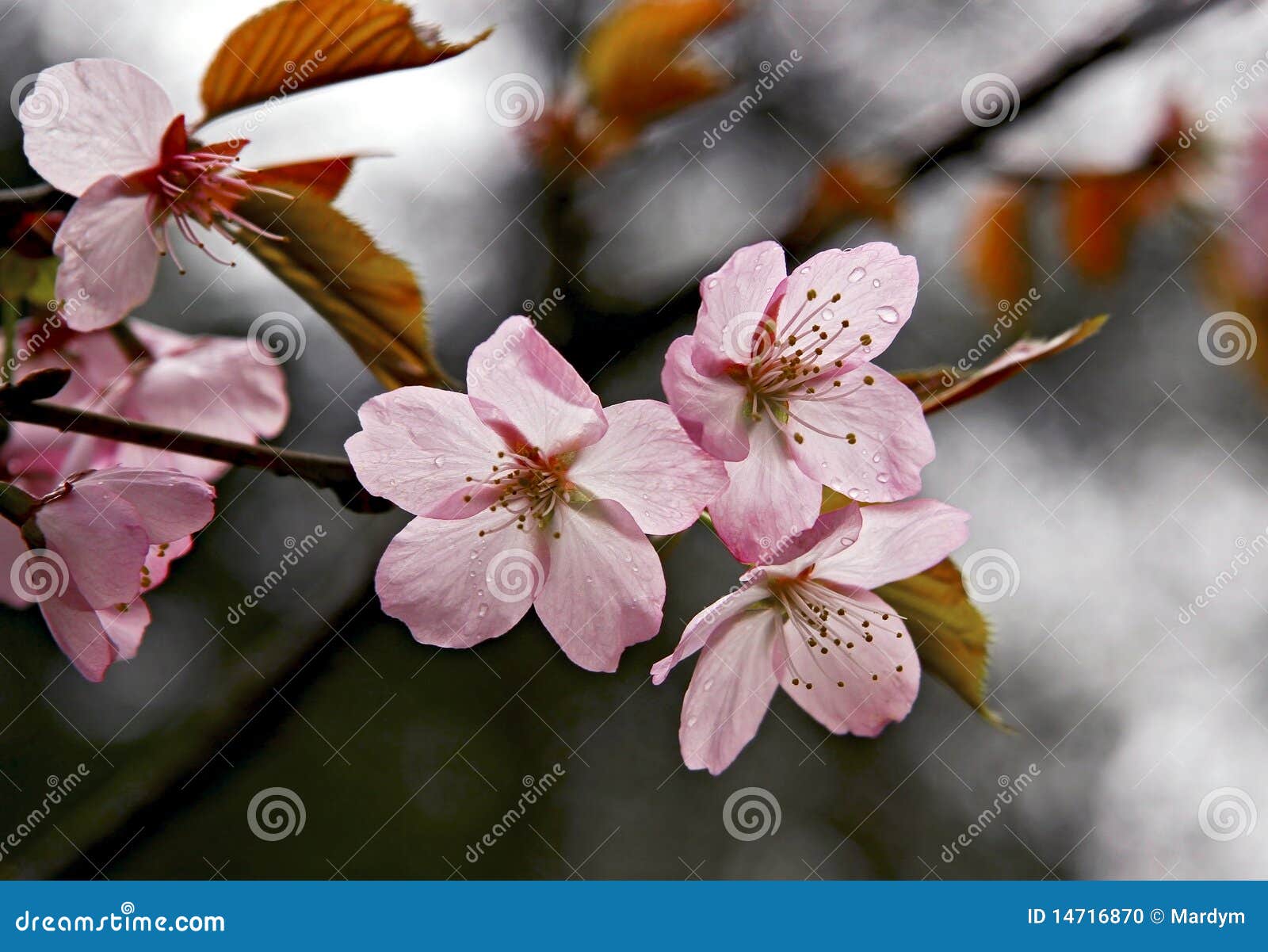 Lovely Cherry Blossom Branches Stock Photo Image of flower, shoot