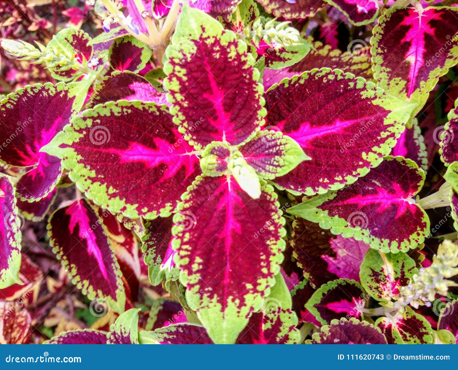 lovely coleus kong red foliage plant