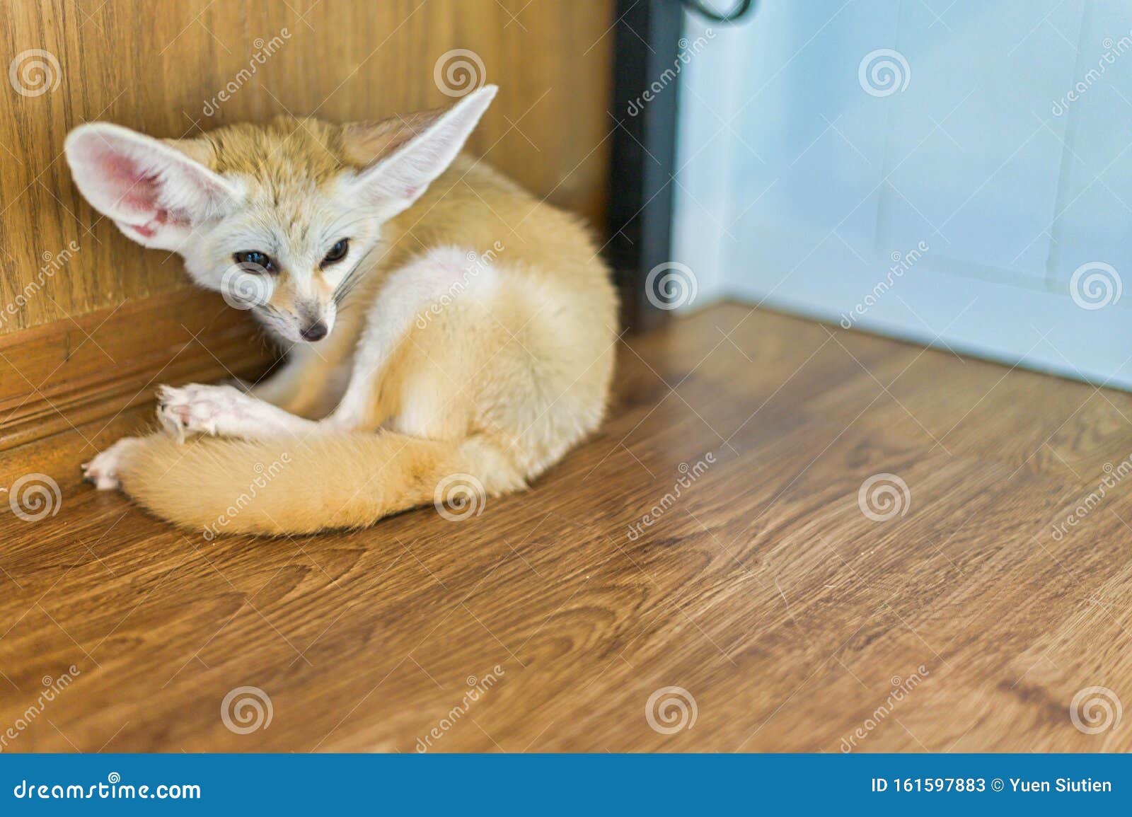 186 Baby Fennec Photos Free Royalty Free Stock Photos From Dreamstime 186 Baby Fennec Photos Free Royalty Free Stock Photos From Dreamstime